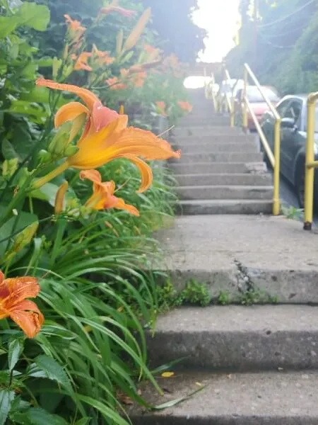 Flowers along the city steps on Rialto Street, Pittsburgh