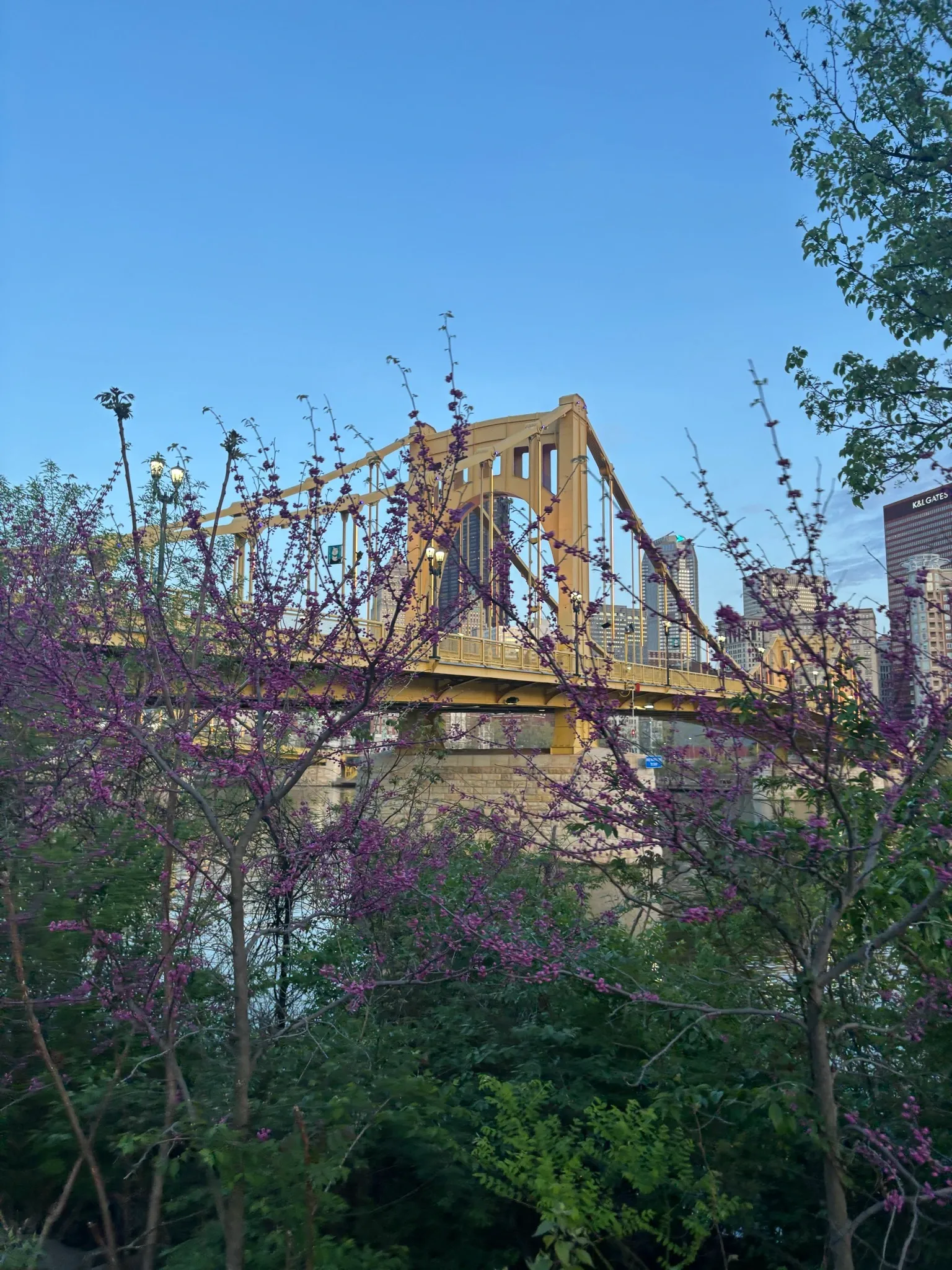 Roberto Clemente Bridge seen through redbud blossoms from the Three Rivers Heritage Trail